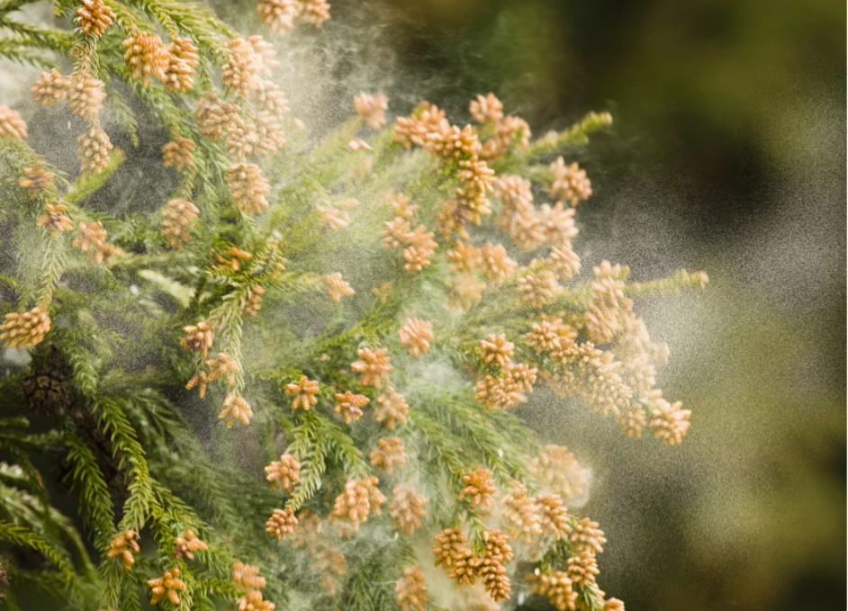 腸活しているのに花粉症が悪化する理由